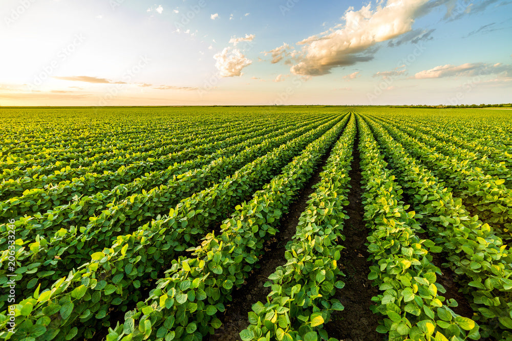 Row upon row of green plants under a blue sky with scattered clouds.