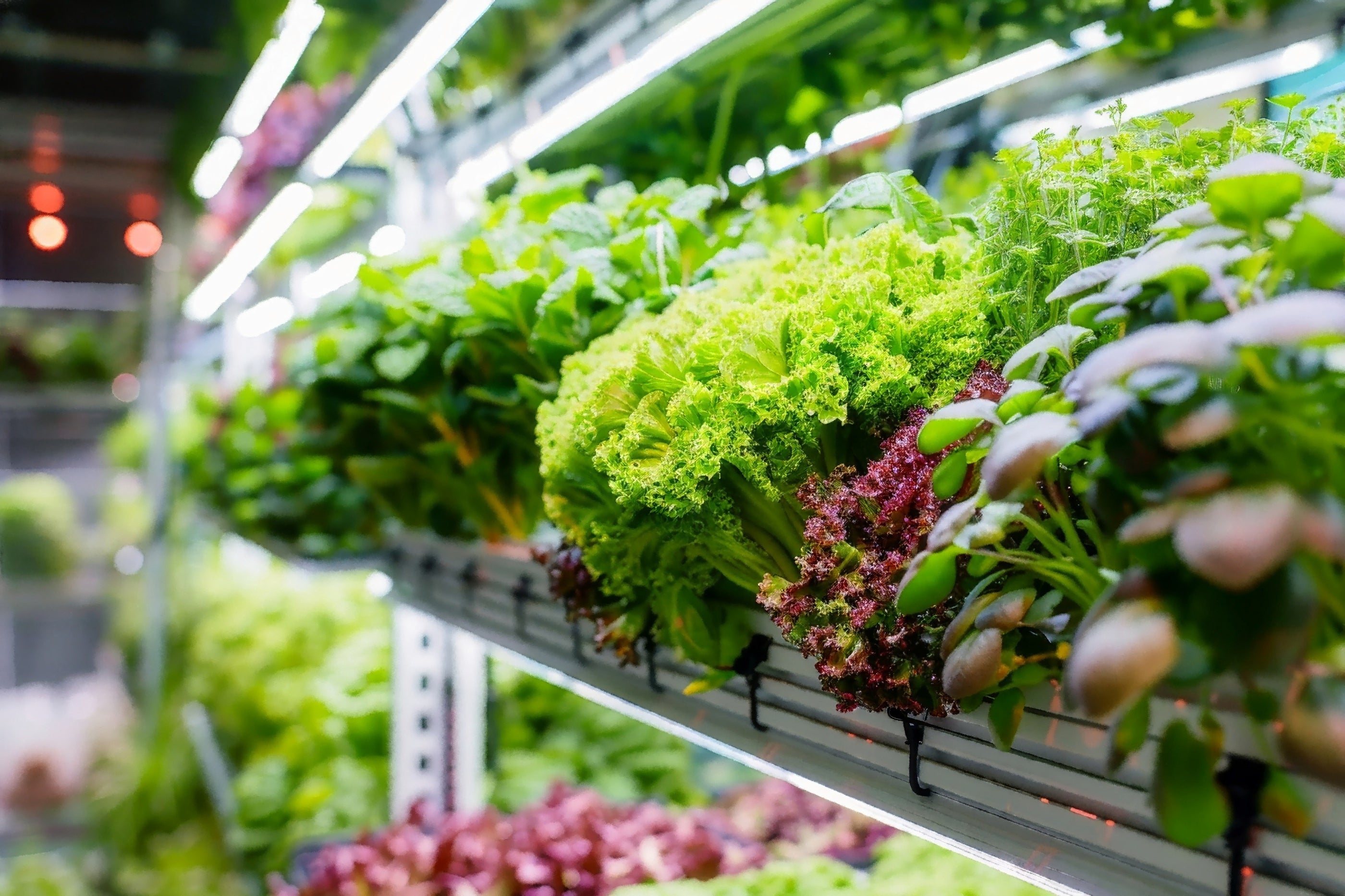 Growth of green leafy vegetables in a controlled environment