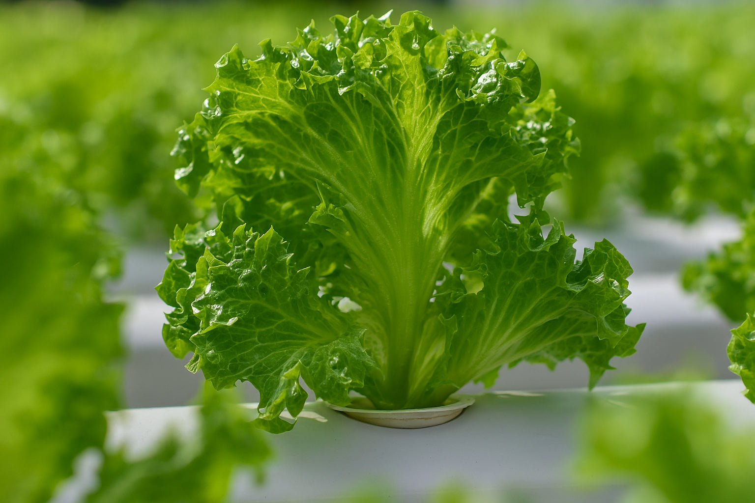 Close-up of a leafy green vegetable, likely lettuce, in a hydroponic setting.