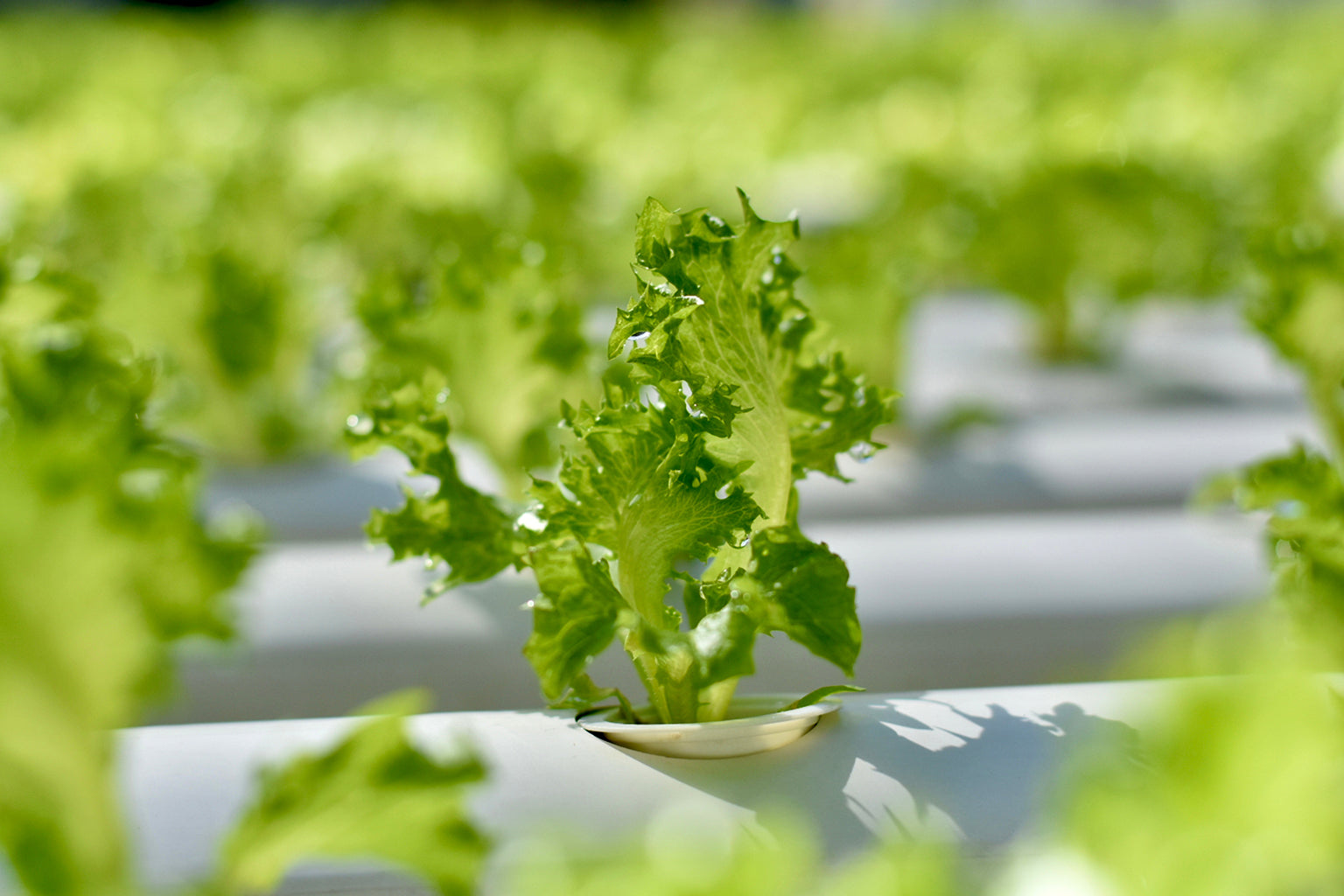 Close-up of hydroponic lettuce plants in a controlled environment.