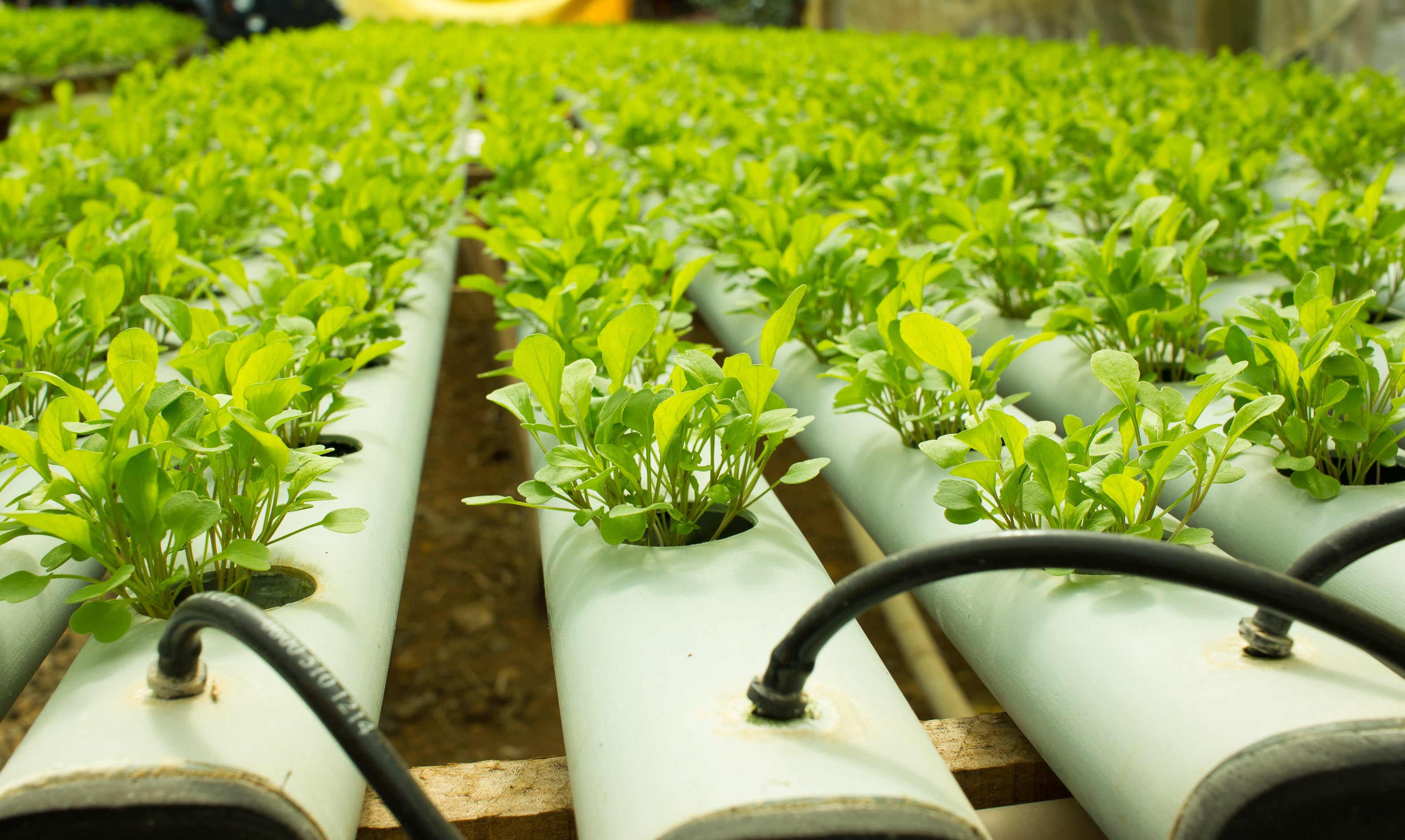 Hydroponic plants growing in white tubes with black hoses in a greenhouse setting.