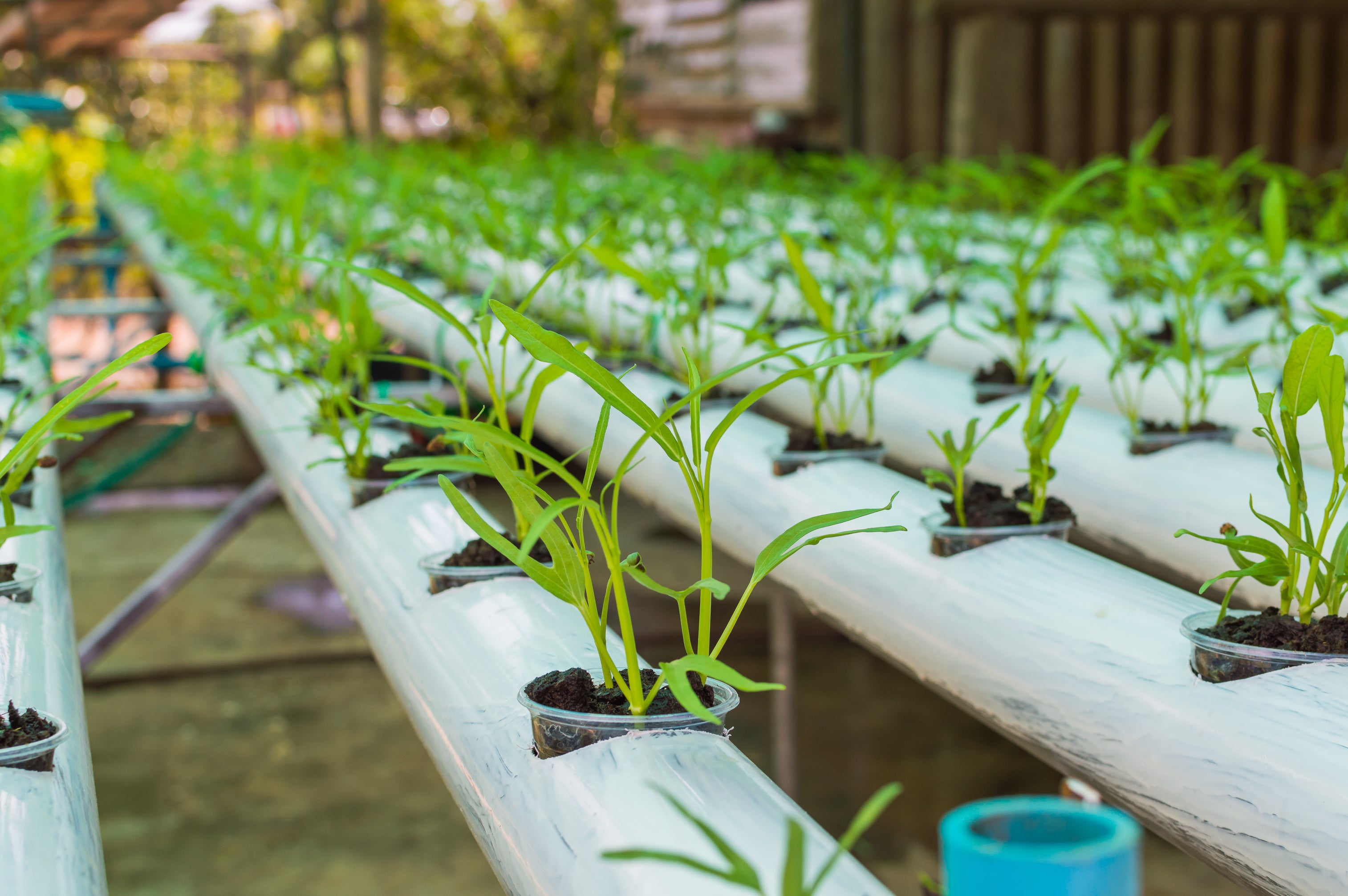 Row of hydroponic plants growing in white tubes with a blurred background