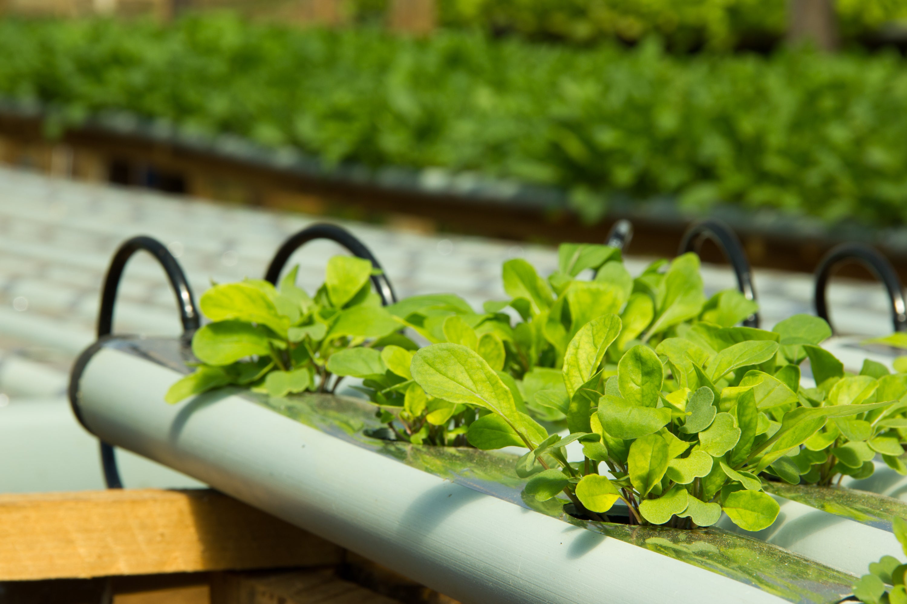 Hydroponic lettuce growing in a controlled environment with a blurred background