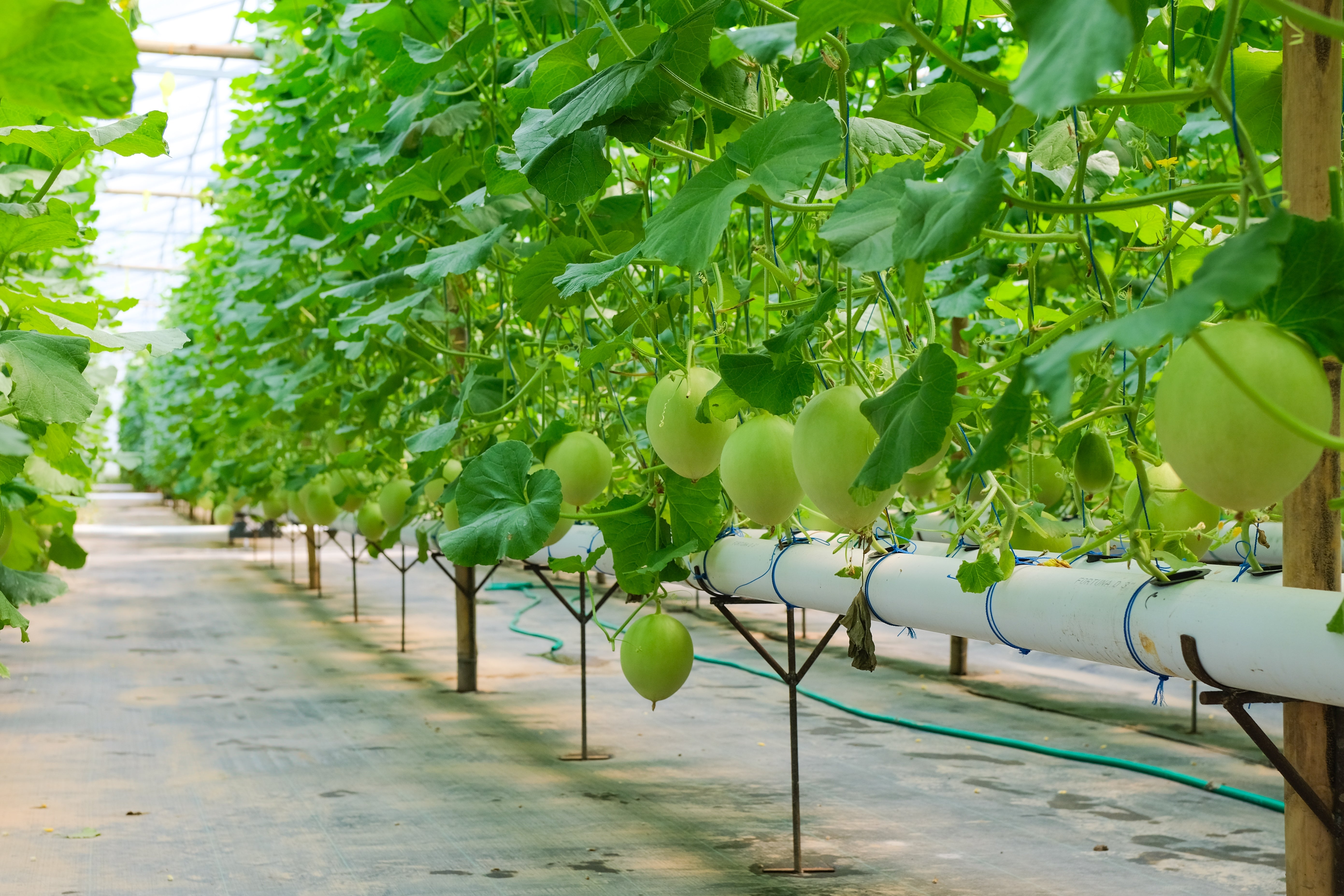 Grown melons in a greenhouse setting