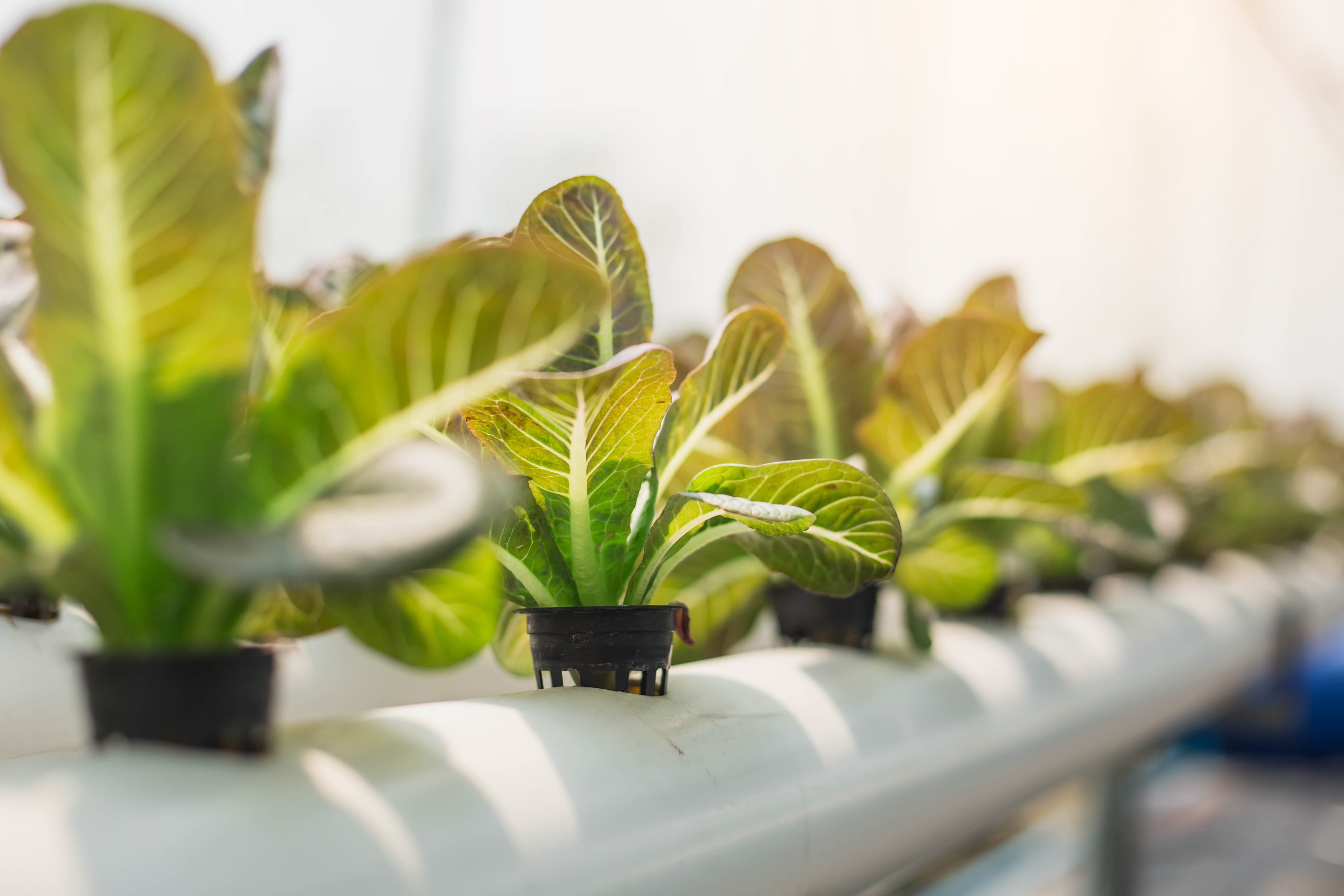 Row of hydroponic plants in a greenhouse setting
